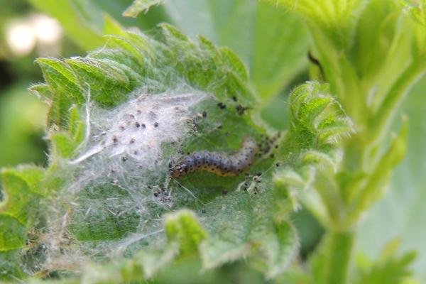 Anthophila fabriciana, larval. Saltholme, 14-05-2022. Copyright Ed Pritchard.