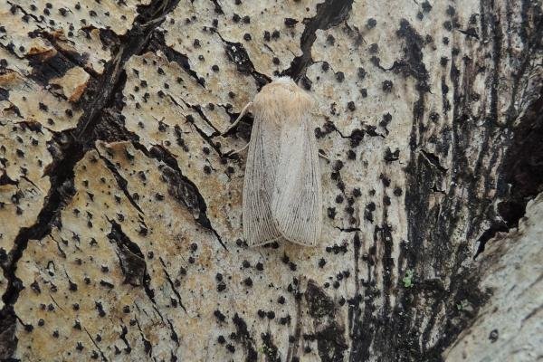 Obscure Wainscot (Leucania obsoleta), adult. Stockton, 14-06-2020. Copyright Ed Pritchard.