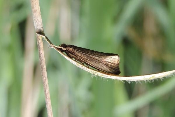 Orthotelia sparganella, adult. Saltholme, 09-07-2023. Copyright Ed Pritchard. Orthotelia sparganella, adult. Saltholme, 09-07-2023. Copyright Ed Pritchard.