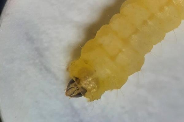 Phyllonorycter cerasicolella, larval. Stockton, 22-11-2022. Copyright Ed Pritchard. Phyllonorycter cerasicolella, larval. Stockton, 22-11-2022. Copyright Ed Pritchard.