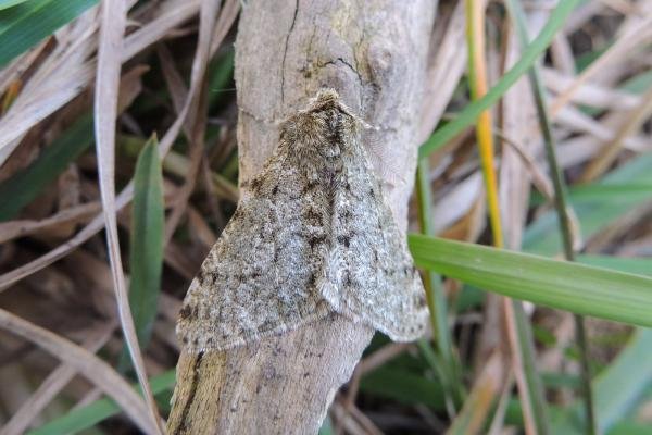 Pale Brindled Beauty (Phigalia pilosaria), adult. Saltholme, 26-03-2018. Copyright Ed Pritchard.