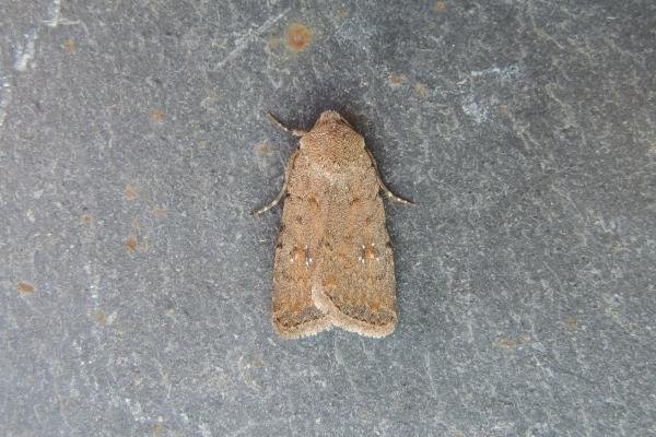 Pale Mottled Willow (Caradrina clavipalpis), adult. Stockton, 30-06-2019. Copyright Ed Pritchard.