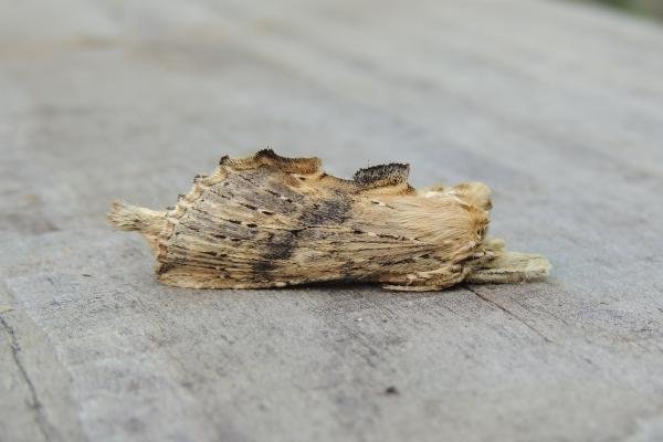 Pale Prominent (Pterostoma palpina), adult. Stockton, 04-08-2021. Copyright Ed Pritchard.