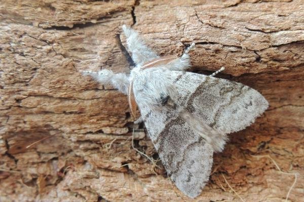 Pale Tussock (Calliteara pudibunda), adult, male. Stockton, 20-05-2020. Copyright Ed Pritchard.