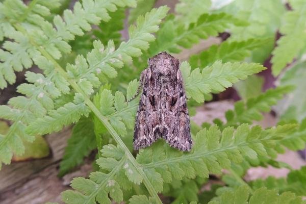 Pale-shouldered Brocade (Lacanobia thalassina), adult. Stockton, 05-06-2023. Copyright Ed Pritchard.