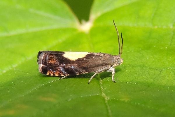 Pammene regiana, adult. Saltholme, 19-05-2022. Copyright Ed Pritchard. Pammene regiana, adult. Saltholme, 19-05-2022. Copyright Ed Pritchard.