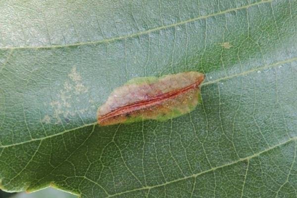 Phyllonorycter stettinensis, mine. Saltholme, 15-08-2023. Copyright Ed Pritchard. Phyllonorycter stettinensis, mine. Saltholme, 15-08-2023. Copyright Ed Pritchard.