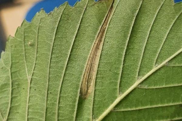 Phyllonorycter tristrigella, mine. Saltholme, 05-11-2023. Copyright Ed Pritchard. Phyllonorycter tristrigella, mine. Saltholme, 05-11-2023. Copyright Ed Pritchard.