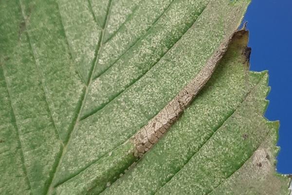 Phyllonorycter tristrigella, mine. High Clarence, 05-11-2023. Copyright Ed Pritchard. Phyllonorycter tristrigella, mine. High Clarence, 05-11-2023. Copyright Ed Pritchard.