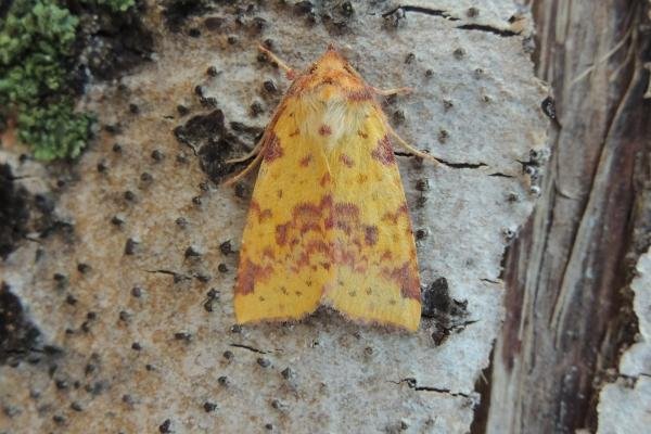 Pink-barred Sallow (Xanthia togata), adult. Saltholme, 20-09-2019. Copyright Ed Pritchard.