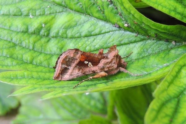 Plain Golden Y (Autographa jota), adult. Stockton, 10-07-2021. Copyright Ed Pritchard. Plain Golden Y (Autographa jota), adult. Stockton, 10-07-2021. Copyright Ed Pritchard.