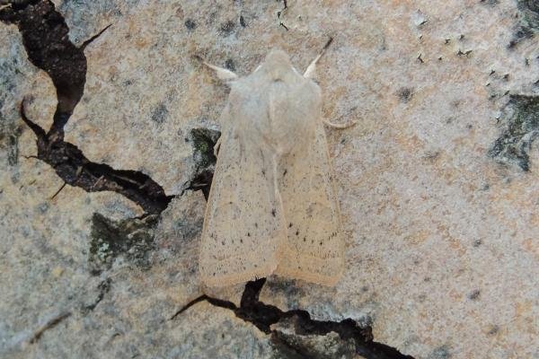 Powdered Quaker (Orthosia gracilis), adult. Saltholme, 10-04-2019. Copyright Ed Pritchard.