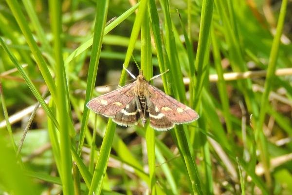 Pyrausta purpuralis, adult. Saltholme, 23-05-2023. Copyright Ed Pritchard. Pyrausta purpuralis, adult. Saltholme, 23-05-2023. Copyright Ed Pritchard.