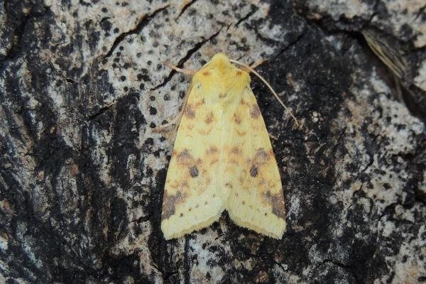 Sallow (Cirrhia icteritia), adult. Saltholme, 13-08-2020. Copyright Ed Pritchard.