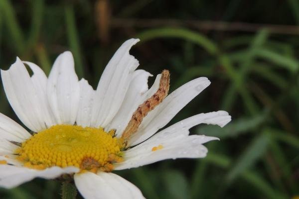 Satyr Pug (Eupithecia satyrata), larval. Saltholme, 12-09-2023. Copyright Ed Pritchard.