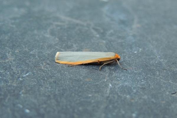 Scarce Footman (Eilema complana), adult. Stockton, 15-07-2018. Copyright Ed Pritchard. Scarce Footman (Eilema complana), adult. Stockton, 15-07-2018. Copyright Ed Pritchard.