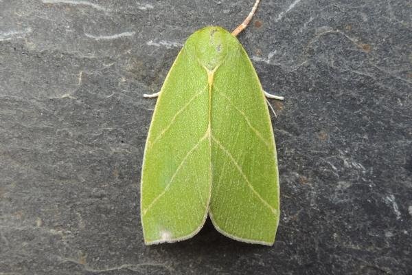 Scarce Silver-lines (Bena bicolorana), adult. Stockton, 24-06-2022. Copyright Ed Pritchard.
