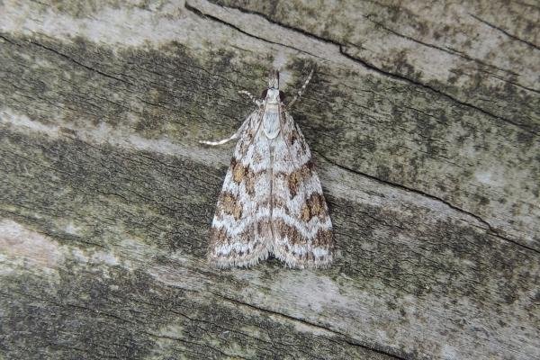 Scoparia pyralella, adult. Saltholme, 28-06-2019. Copyright Ed Pritchard. Scoparia pyralella, adult. Saltholme, 28-06-2019. Copyright Ed Pritchard.