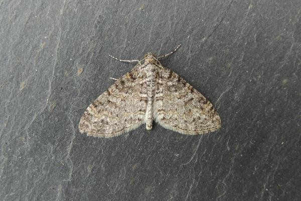 Seraphim (Lobophora halterata), adult. Stockton, 02-05-2022. Copyright Ed Pritchard. Seraphim (Lobophora halterata), adult. Stockton, 02-05-2022. Copyright Ed Pritchard.