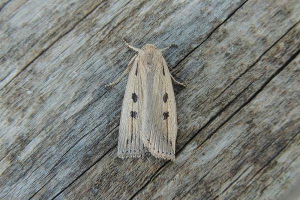 Silky Wainscot (Chilodes maritima), adult. Saltholme, 25-06-2020. Copyright Ed Pritchard. Silky Wainscot (Chilodes maritima), adult. Saltholme, 25-06-2020. Copyright Ed Pritchard.