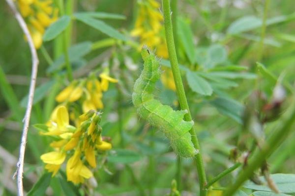 Silver Y (Autographa gamma), larval. Saltholme, 08-08-2023. Copyright Ed Pritchard.