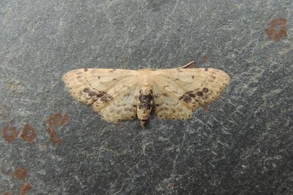 Single-dotted Wave (Idaea dimidiata), adult. Saltholme, 04-08-2019. Copyright Ed Pritchard.