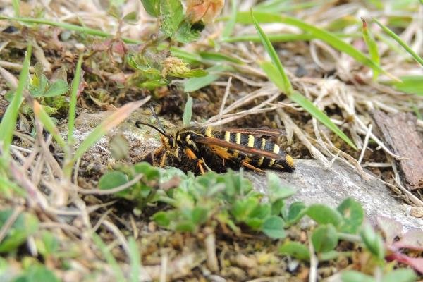Six-belted Clearwing (Bembecia ichneumoniformis), adult. Saltholme, 28-06-2022. Copyright Ed Pritchard.