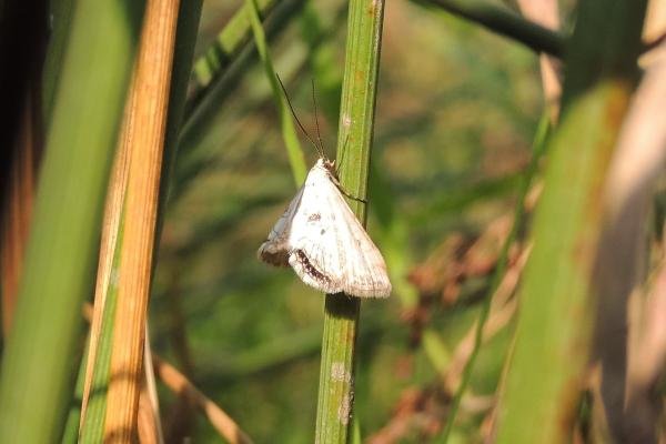 Small China-mark (Cataclysta lemnata), adult. Saltholme, 02-09-2023. Copyright Ed Pritchard. Small China-mark (Cataclysta lemnata), adult. Saltholme, 02-09-2023. Copyright Ed Pritchard.