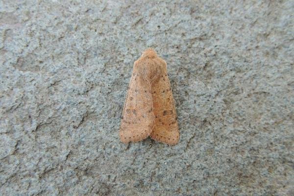 Small Quaker (Orthosia cruda), adult. Saltholme, 23-03-2022. Copyright Ed Pritchard. Small Quaker (Orthosia cruda), adult. Saltholme, 23-03-2022. Copyright Ed Pritchard.
