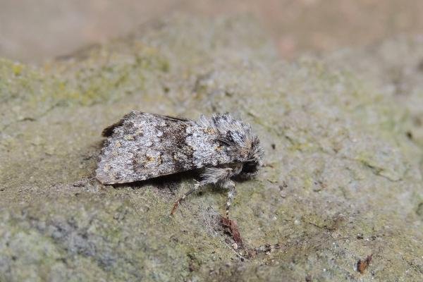Small Ranunculus (Hecatera dysodea), adult. Stockton, 18-07-2020. Copyright Ed Pritchard. Small Ranunculus (Hecatera dysodea), adult. Stockton, 18-07-2020. Copyright Ed Pritchard.
