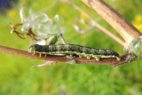 Small Ranunculus (Hecatera dysodea), larval. Saltholme, 31-08-2023. Copyright Ed Pritchard.