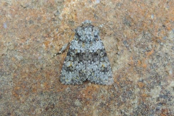 Small Ranunculus (Hecatera dysodea), adult. Stockton, 18-07-2020. Copyright Ed Pritchard. Small Ranunculus (Hecatera dysodea), adult. Stockton, 18-07-2020. Copyright Ed Pritchard.