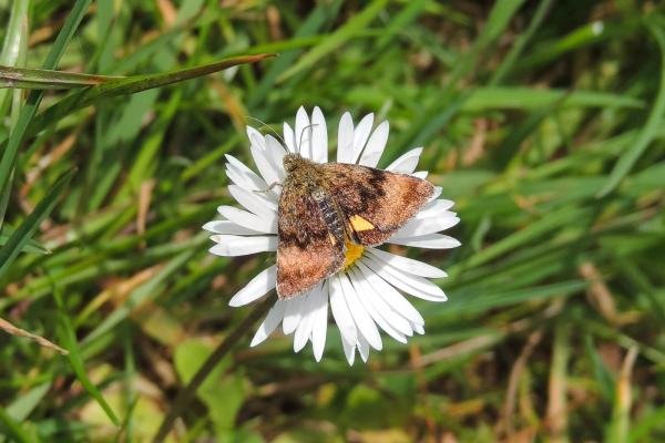 Small Yellow Underwing (Panemeria tenebrata), adult. Saltholme, 19-05-2022. Copyright Ed Pritchard.