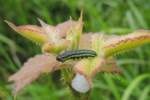 Small Quaker (Orthosia cruda), larval. Saltholme, 04-06-2024. Copyright Ed Pritchard.