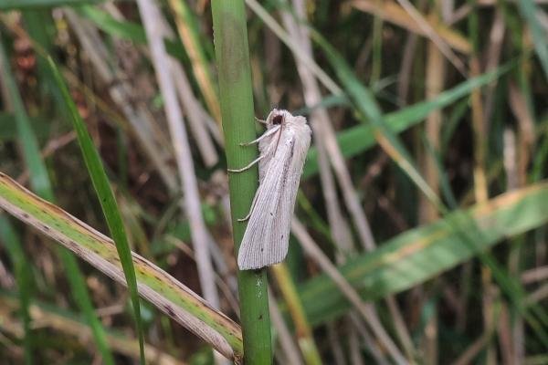 Southern Wainscot (Mythimna straminea), adult. Saltholme, 12-08-2021. Copyright Ed Pritchard.