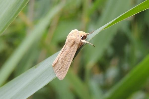 Southern Wainscot (Mythimna straminea), adult. Saltholme, 16-07-2023. Copyright Ed Pritchard. Southern Wainscot (Mythimna straminea), adult. Saltholme, 16-07-2023. Copyright Ed Pritchard.