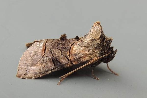 Spectacle (Abrostola tripartita), adult. Saltholme, 22-08-2018. Copyright Ed Pritchard. Spectacle (Abrostola tripartita), adult. Saltholme, 22-08-2018. Copyright Ed Pritchard.