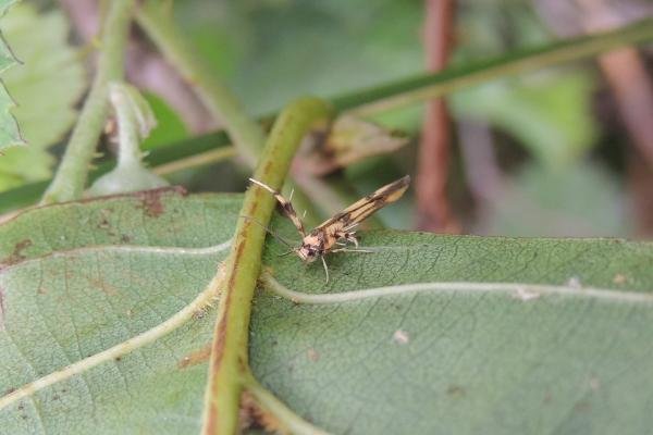 Stathmopoda pedella, adult. Saltholme, 05-07-2023. Copyright Ed Pritchard. Stathmopoda pedella, adult. Saltholme, 05-07-2023. Copyright Ed Pritchard.