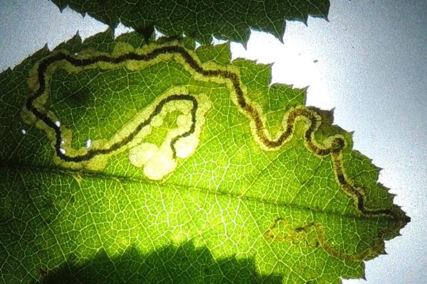 Rose Leaf Miner (Stigmella anomalella), mine Copyright Ed Pritchard. Rose Leaf Miner (Stigmella anomalella), mine Copyright Ed Pritchard.