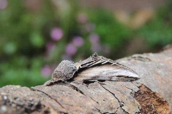 Swallow Prominent (Pheosia tremula), adult. Stockton, 21-05-2023. Copyright Ed Pritchard. Swallow Prominent (Pheosia tremula), adult. Stockton, 21-05-2023. Copyright Ed Pritchard.