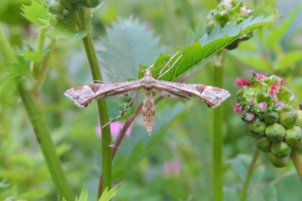 Triangle Plume (Platyptilia gonodactyla), adult. Cowpen Marsh, 27-05-2023. Copyright Ed Pritchard. Triangle Plume (Platyptilia gonodactyla), adult. Cowpen Marsh, 27-05-2023. Copyright Ed Pritchard.