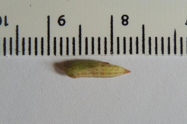 Triangle Plume (Platyptilia gonodactyla), pupal. Saltholme, 14-05-2023. Copyright Ed Pritchard.