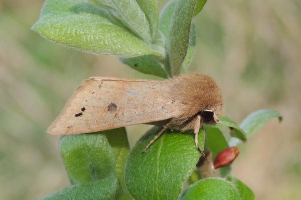 Twin-spotted Quaker (Anorthoa munda), adult. Saltholme, 17-04-2022. Copyright Ed Pritchard.