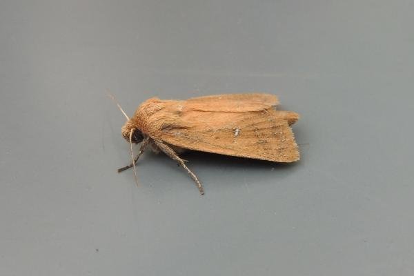 Twin-spotted Wainscot (Lenisa geminipuncta), adult. Saltholme, 13-08-2020. Copyright Ed Pritchard. Twin-spotted Wainscot (Lenisa geminipuncta), adult. Saltholme, 13-08-2020. Copyright Ed Pritchard.