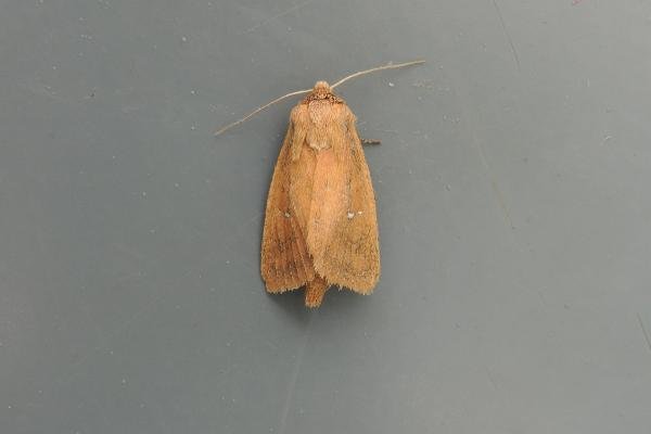 Twin-spotted Wainscot (Lenisa geminipuncta), adult. Saltholme, 13-08-2020. Copyright Ed Pritchard. Twin-spotted Wainscot (Lenisa geminipuncta), adult. Saltholme, 13-08-2020. Copyright Ed Pritchard.