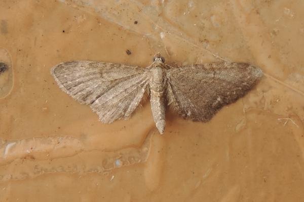 Valerian Pug (Eupithecia valerianata), adult. Stockton, 24-06-2022. Copyright Ed Pritchard. Valerian Pug (Eupithecia valerianata), adult. Stockton, 24-06-2022. Copyright Ed Pritchard.