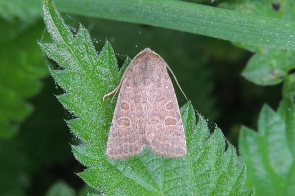 Vine's Rustic (Hoplodrina ambigua), adult. Saltholme, 07-09-2023. Copyright Ed Pritchard. Vine's Rustic (Hoplodrina ambigua), adult. Saltholme, 07-09-2023. Copyright Ed Pritchard.