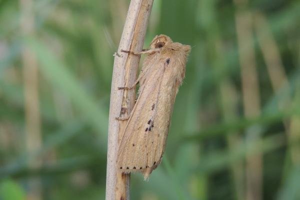 Webb's Wainscot (Globia sparganii), adult. Saltholme, 10-08-2021. Copyright Ed Pritchard.