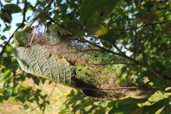 Willow Ermine (Yponomeuta rorrella), larval web. Saltholme, 17-07-2024. Copyright Ed Pritchard.