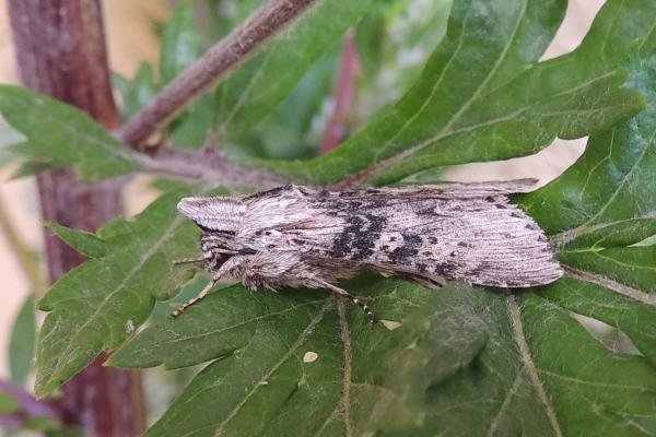 Wormwood (Cucullia absinthii), adult. Saltholme, 16-07-2023. Copyright Ed Pritchard. Wormwood (Cucullia absinthii), adult. Saltholme, 16-07-2023. Copyright Ed Pritchard.